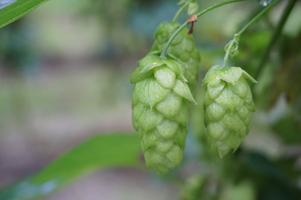 New Zealand Grown Hops