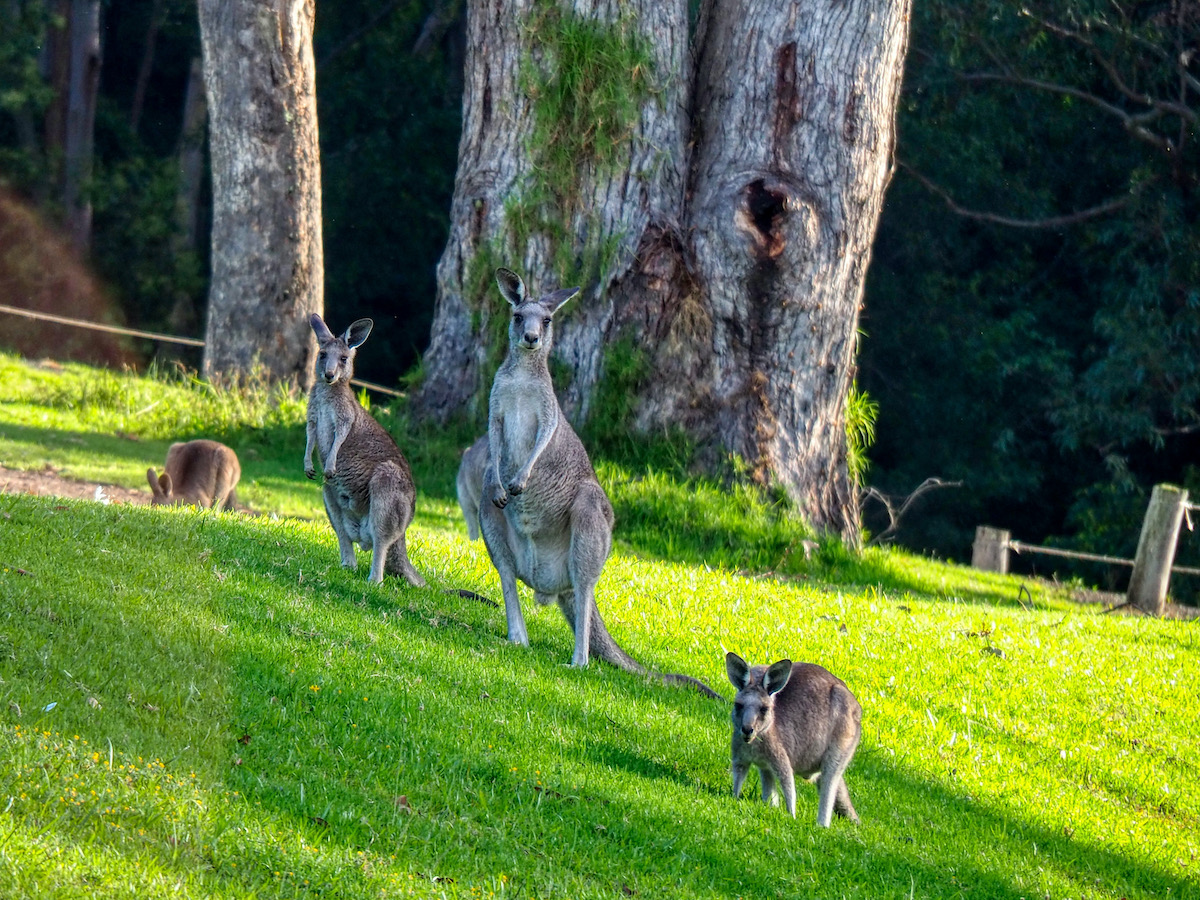 8 Things to Do in Kangaroo Valley Free Two Roam