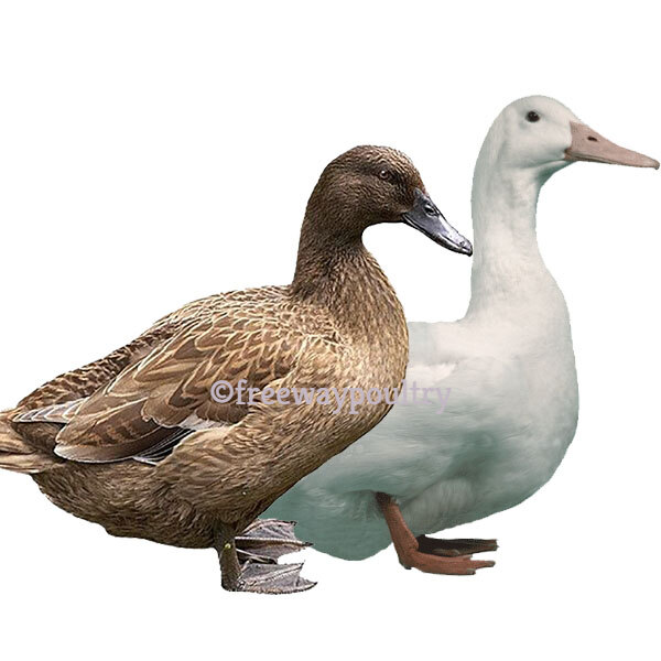 Point Of Lay Ducks for sale in Ireland Freeway Poultry