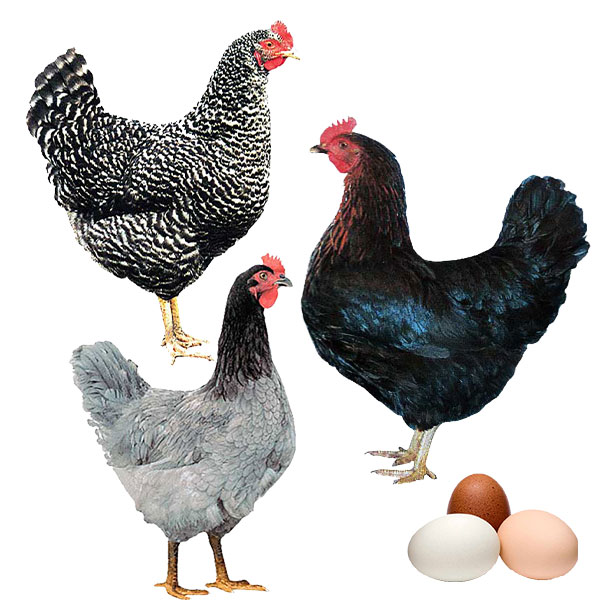 Point of Lay Pullets Freeway Poultry