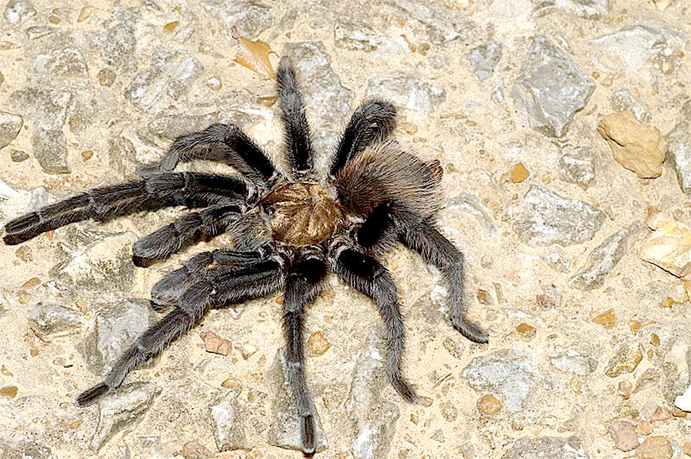 Fantastic Beasts of Northwest Arkansas The Free Weekly