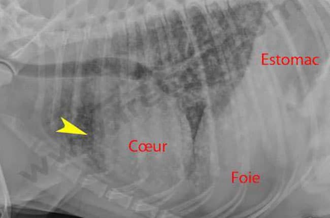 Cancer De La Rate Chez Le Chien Chien Nouvelles