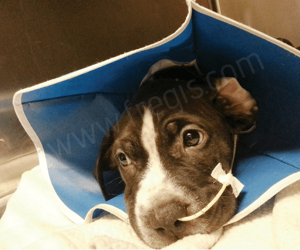Mon chien ne mange plus CHV Frégis Paris/Arcueil