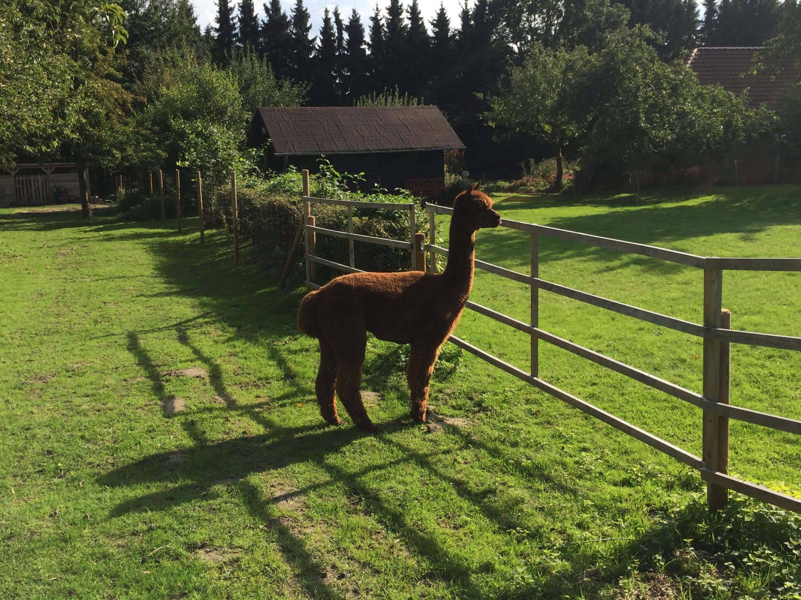 Alpaka Trekking in Castrop Rauxel Daniels kleine Farm begeistert uns