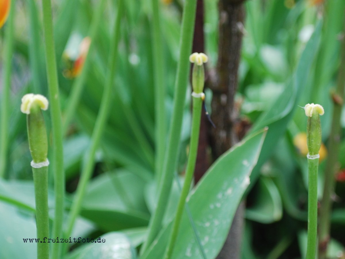 Verblühte Tulpen Abschneiden › Freizeitfoto