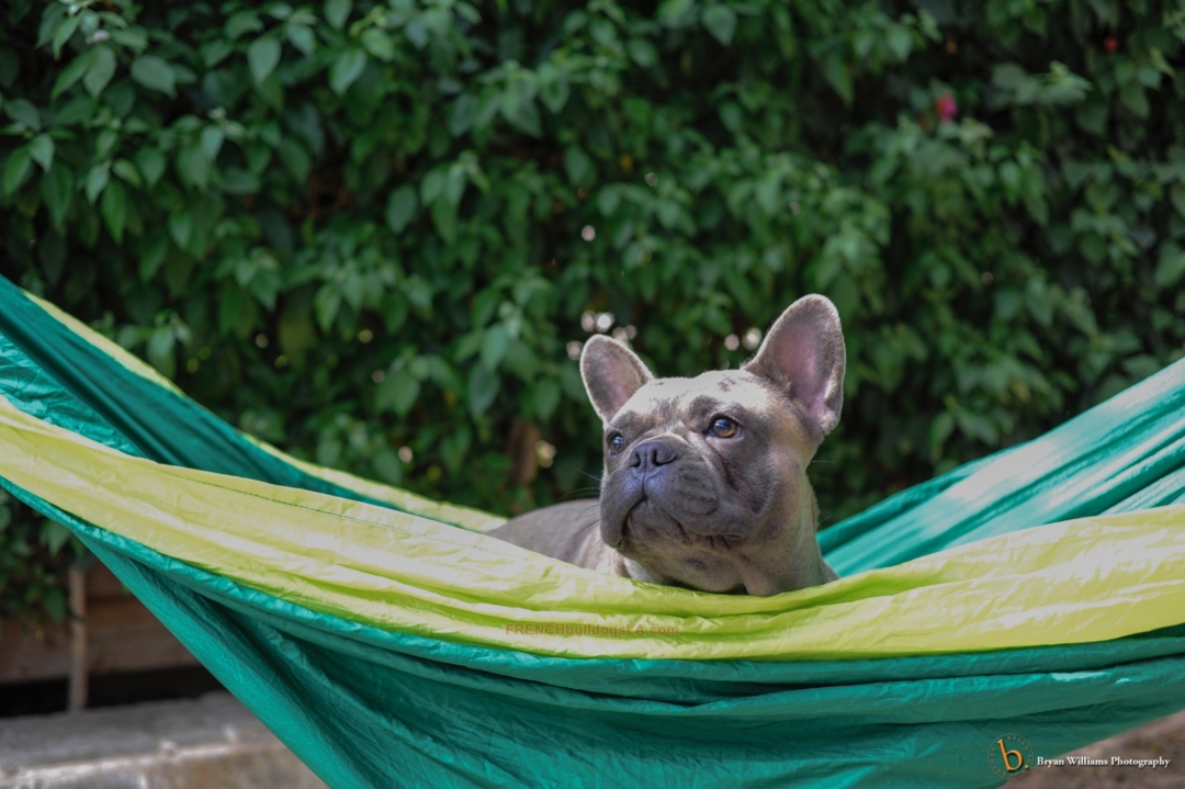 Advantages of a Raw Diet French Bulldogs LA