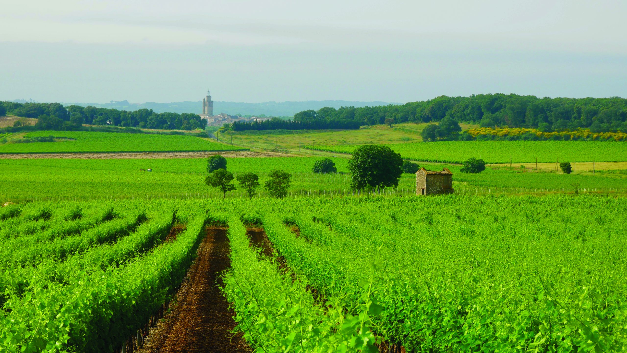 Real Life Stories Running a Vineyard in the Languedoc FrenchEntrée