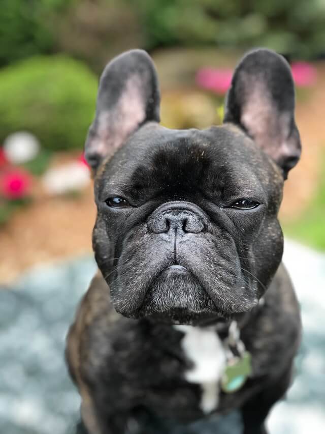 French Bulldog Colors Explained (PRICE CHART) FrenchieWiki