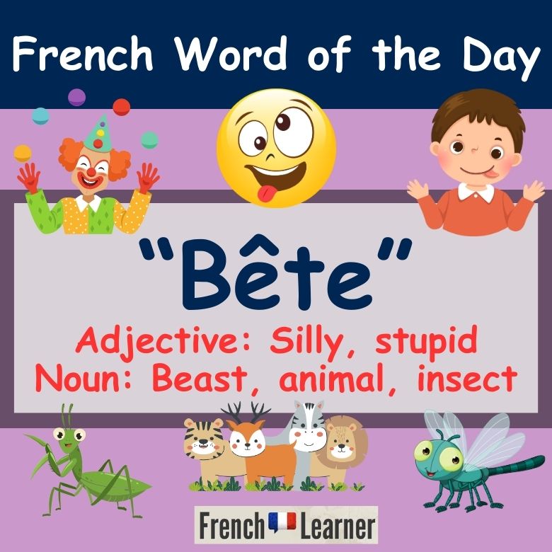 Bête Meaning & Translation Silly, Stupid in French