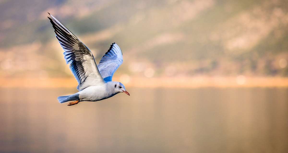 Deconfinement La Regle Des 100km Se Calculera A Vol D Oiseau Jusqu Ou Pourrons Nous Aller France Frequence Sud Fr
