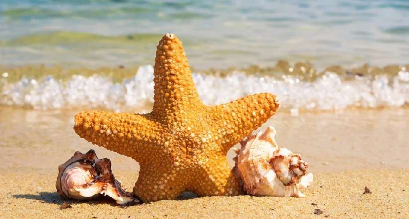 Les festivités de l'été Sausset les Pins Du 01/07/2022 au 31/08