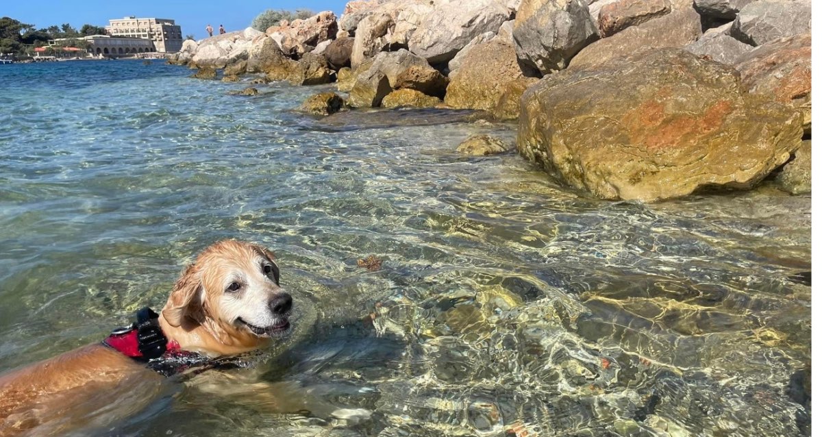 Les plages accessibles aux chiens dans le Var Var Frequencesud.fr