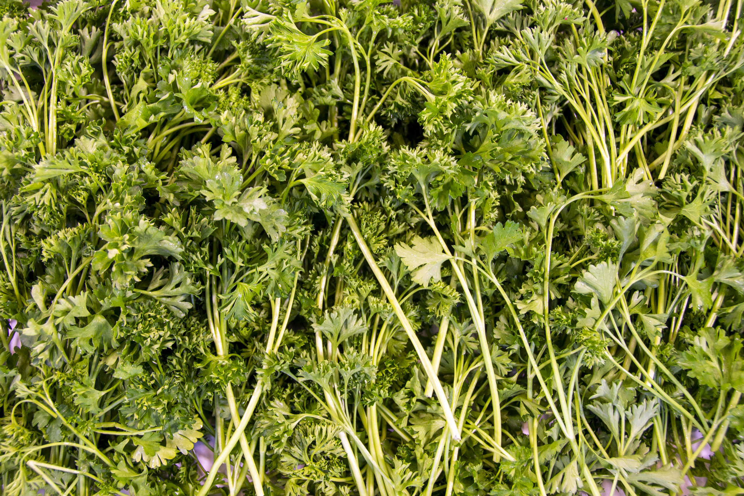 Curly Parsley Fresh Avenue