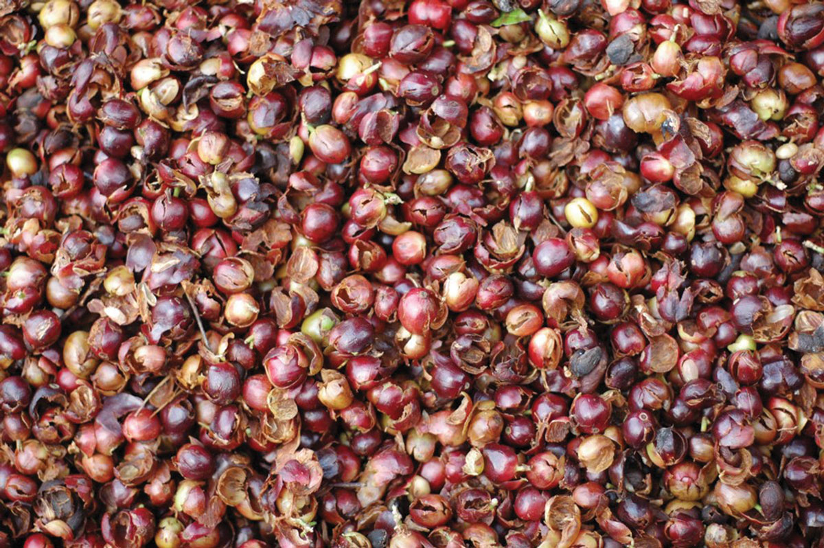 What is Cascara? Fresh Cup Magazine