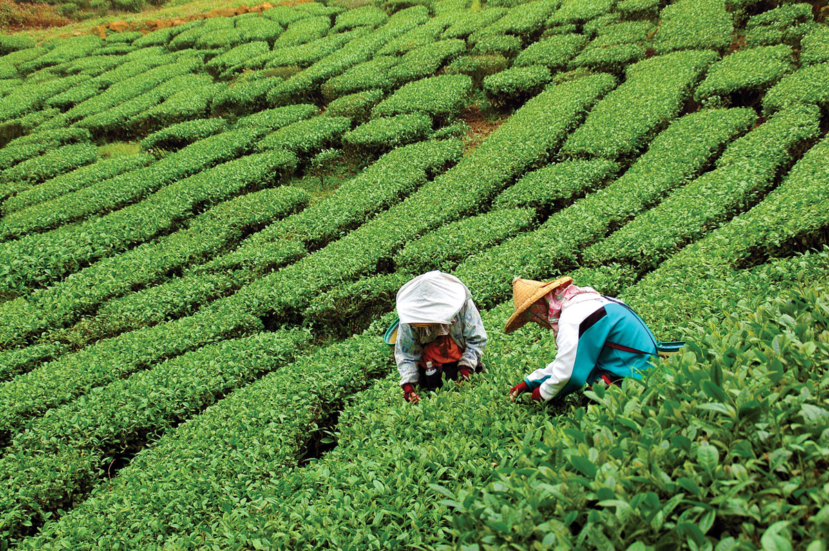 Early Harvest Chinese Teas Fresh Cup Magazine