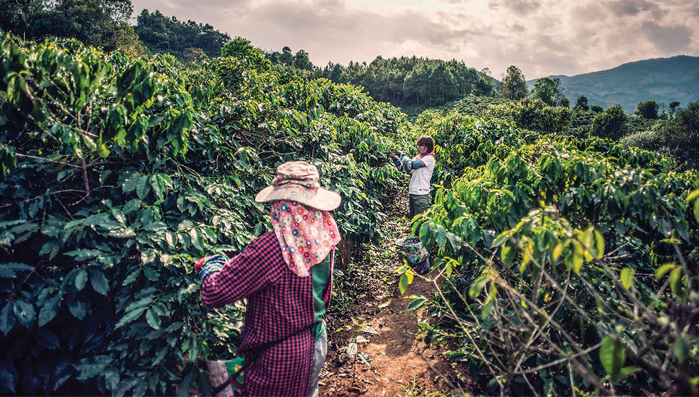 Yunnan Coffee Fresh Cup Magazine