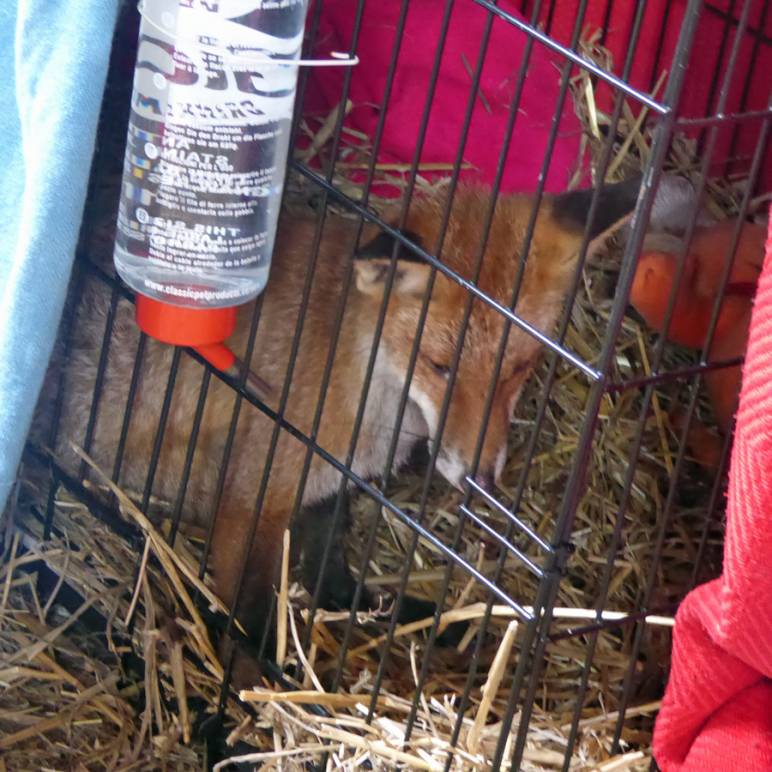 An injured Fox. Freshfields Animal Rescue