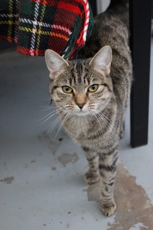 Monster Pet Supplies Supports Freshfields Freshfields Animal Rescue