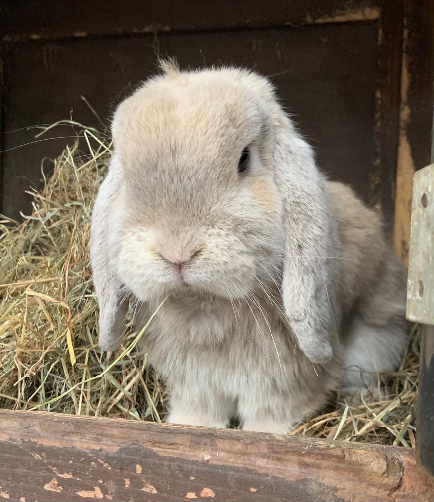 Neutering a rabbit why is it important? Freshfields Animal Rescue