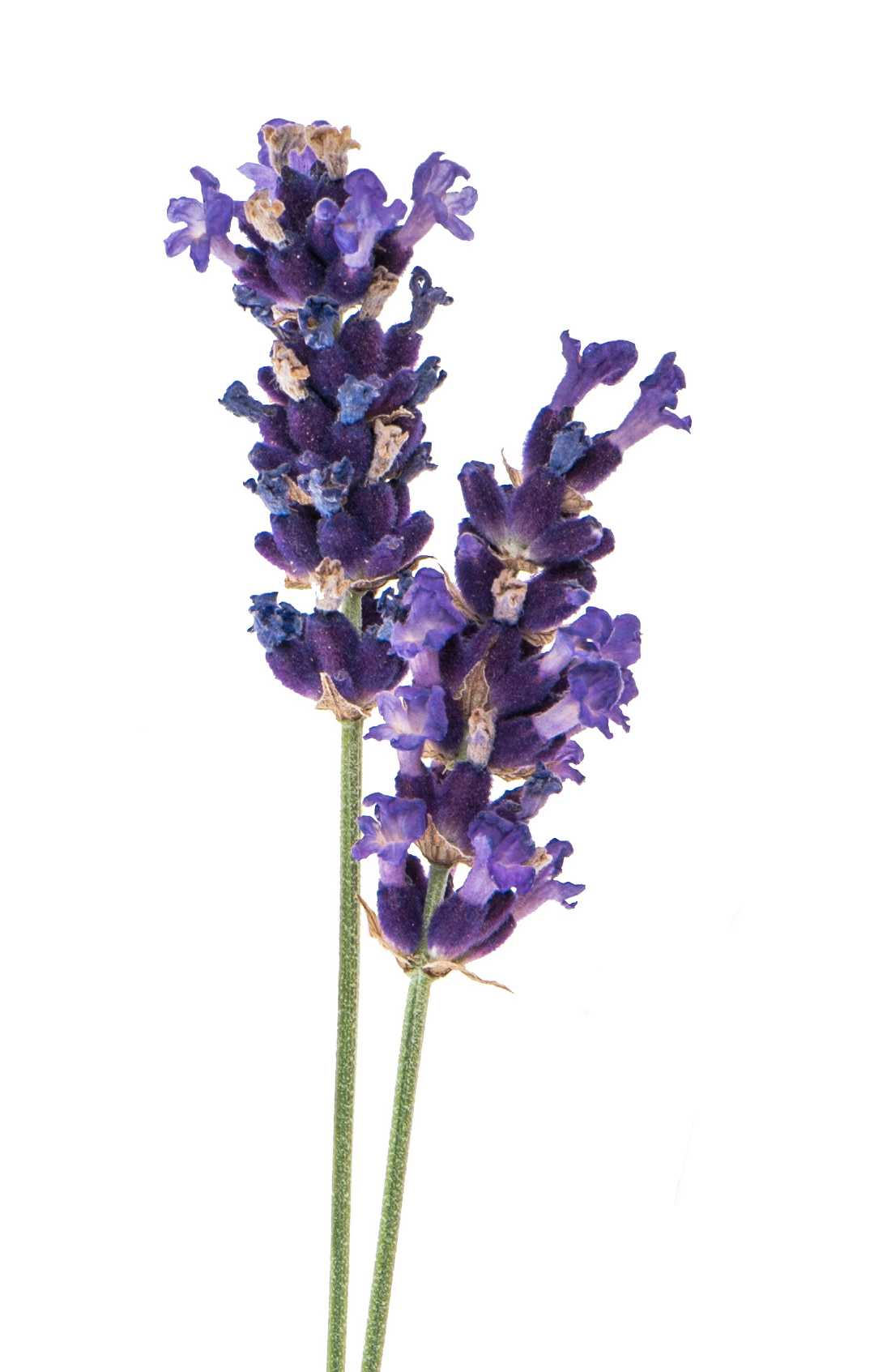 Lavender Fresh From Source
