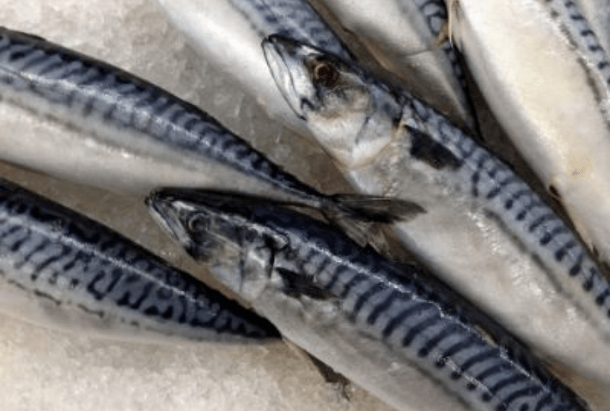 Is Vette Vis Gezond? + Top 10 Gezonde Vissoorten - Feiten Op Een Rij