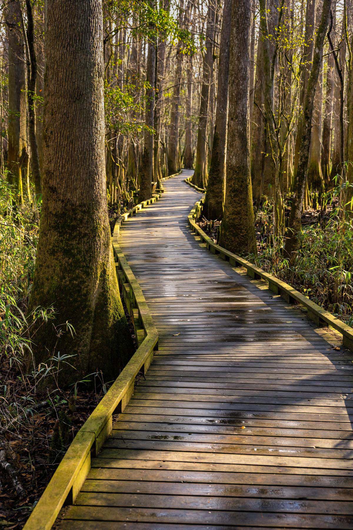 9 Things to Do at Congaree National Park Fresh Off The Grid