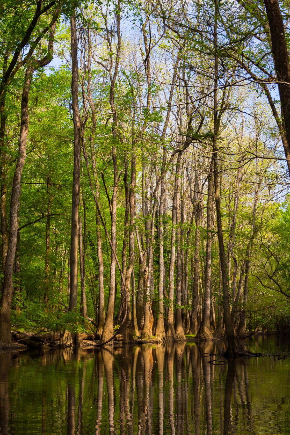 9 Things to Do at Congaree National Park Fresh Off The Grid