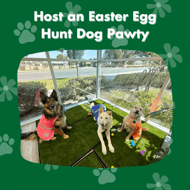 Pawsome Easter Egg Hunt Spoil Your Fur Baby with Fresh Patch Chicken