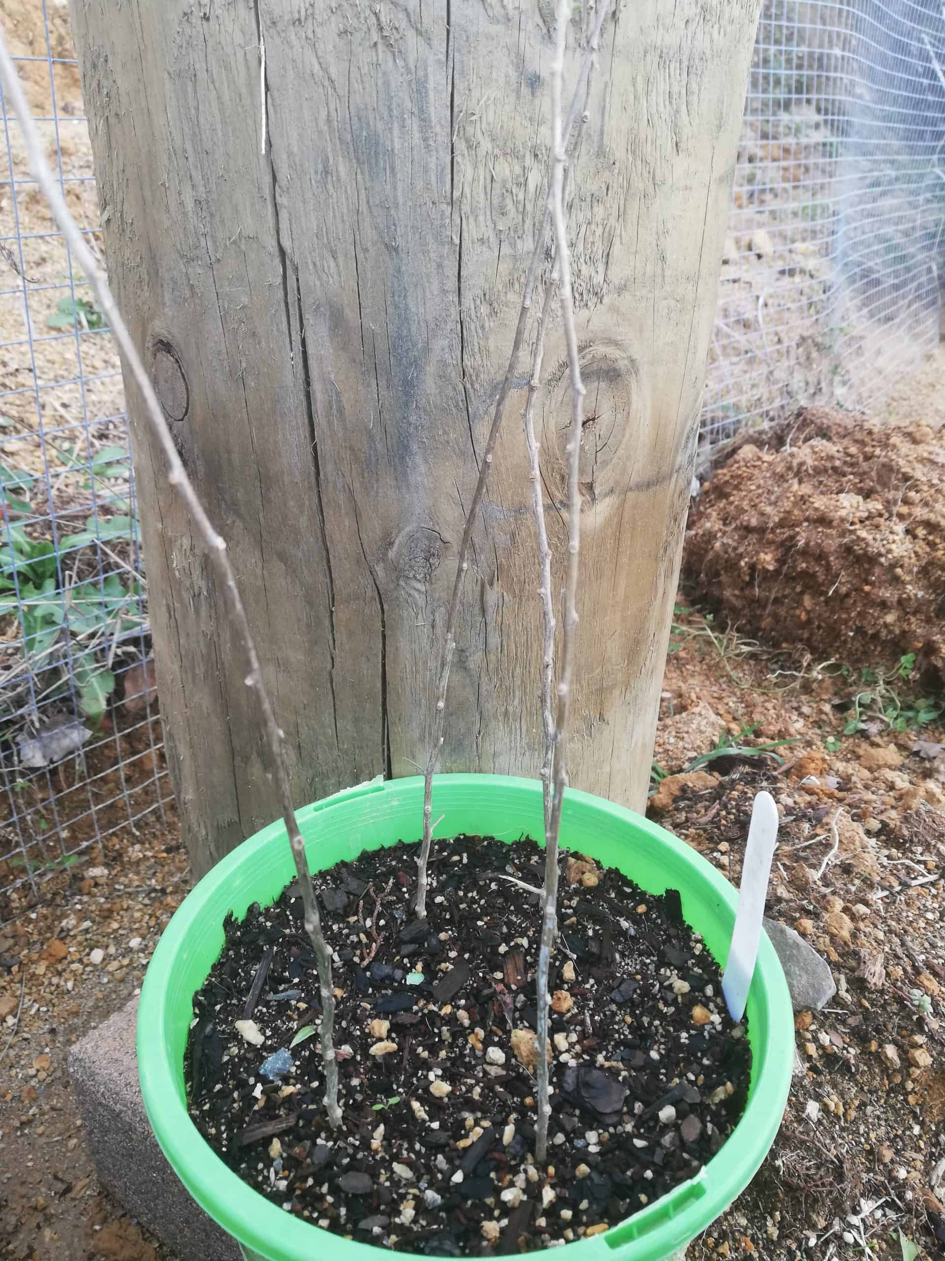 Maybe you would like to learn more about one of these? Goji Berry Plant Fresh Perceptions Nursery