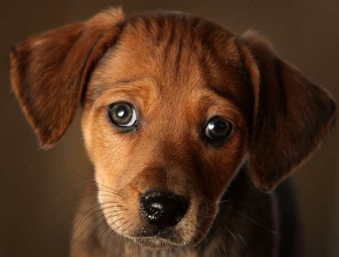 Elle se fait lécher par son chien et doit être amputée des bras et des