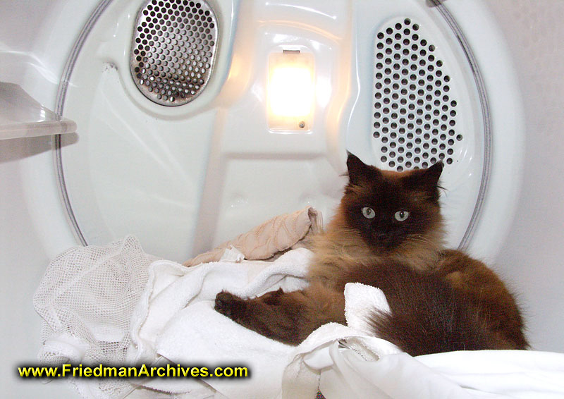 Cat in Dryer The Friedman Archives Stock Photo Images by Gary L