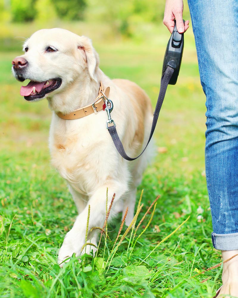 Friendly Pets at Friendly Center, Greensboro NC