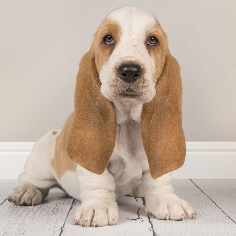 Fun Contests at Friendly Pets at Friendly Center, Greensboro NC