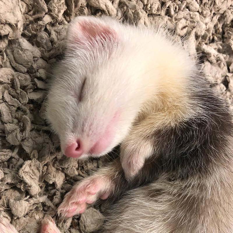 Fun Contests at Friendly Pets at Friendly Center, Greensboro NC