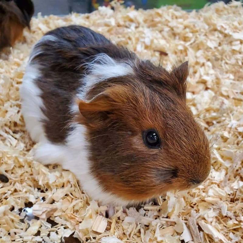 Fun Contests at Friendly Pets at Friendly Center, Greensboro NC