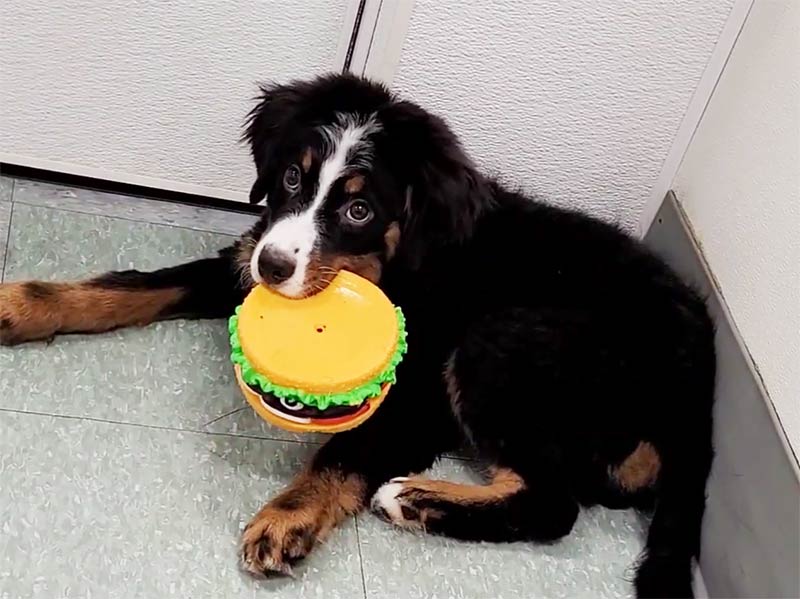 Friendly Pets at Friendly Center, Greensboro NC