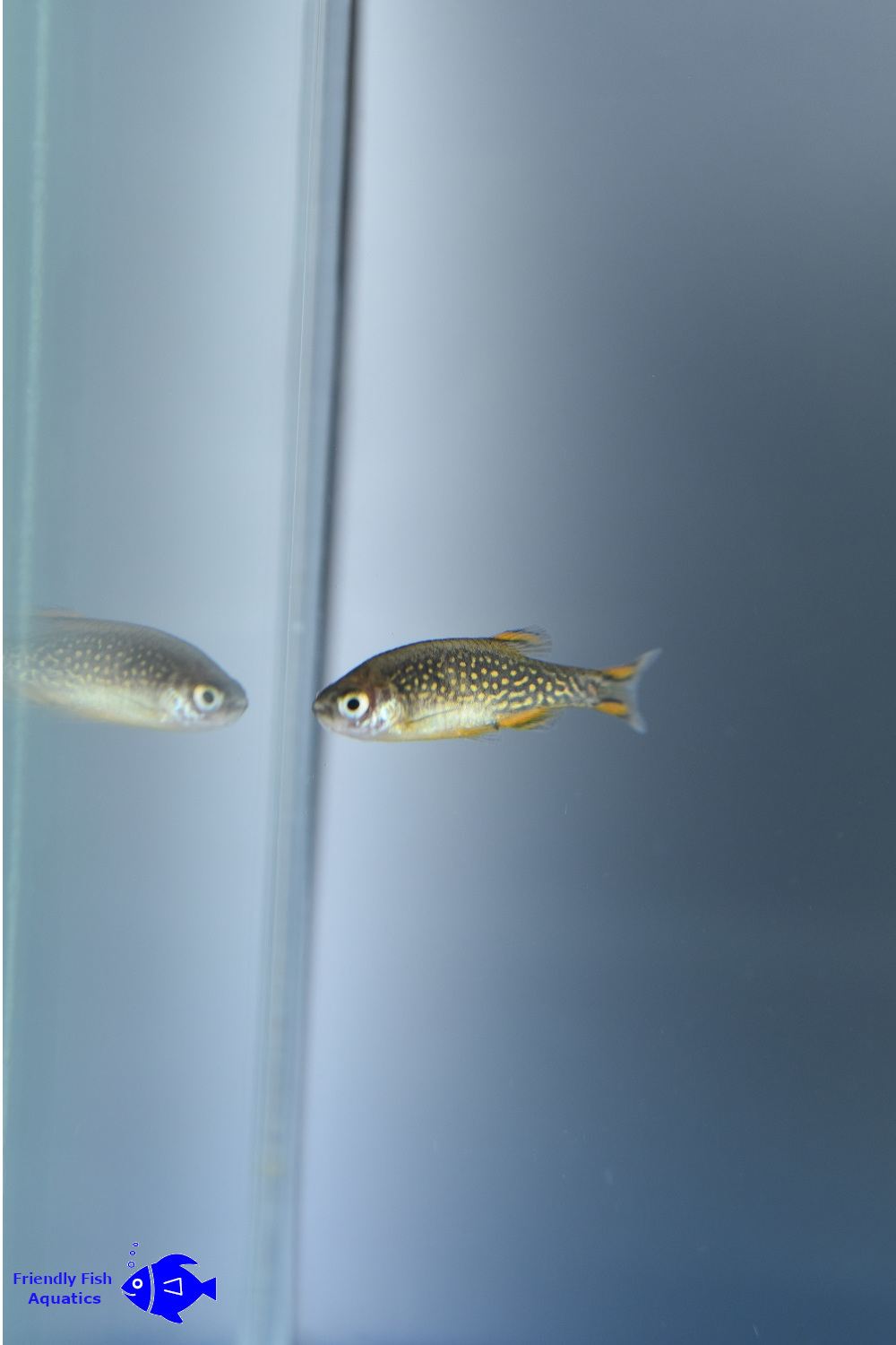 Galaxy Rasbora Friendly Fish Aquatics