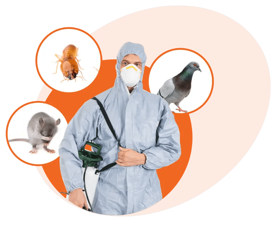 Ant Control Service in Melbourne Friendly Pest Control