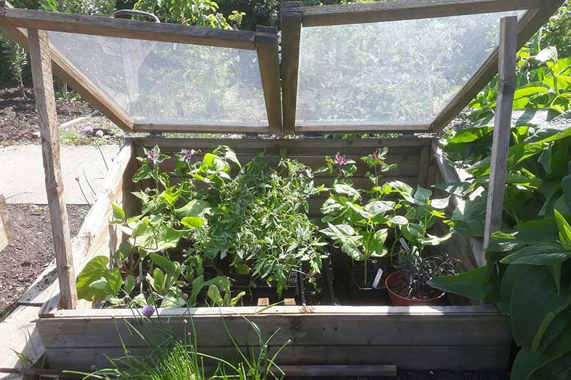 The Allotment Garden Friends Of Regent's Park