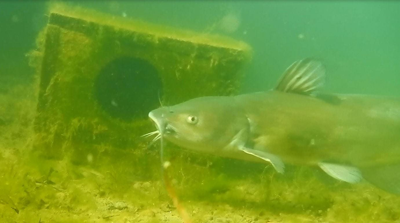 Improving the Fishery at Lake Nessmuk by the Addition of Critical Fish