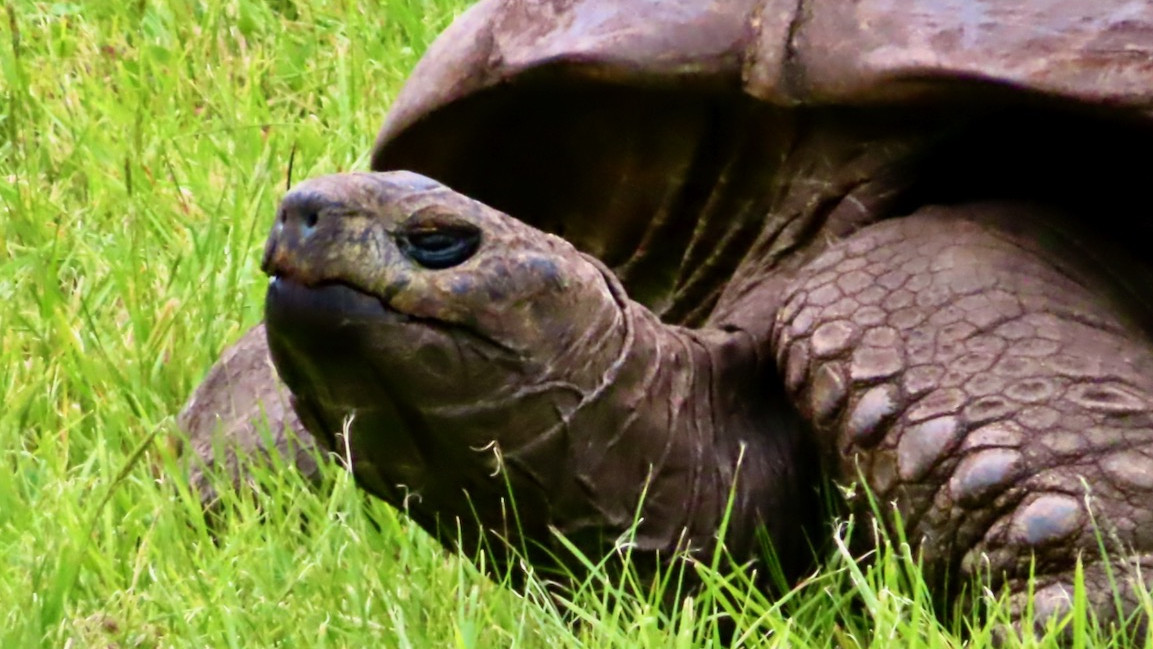 Friends of St Helena Learn more about the Island