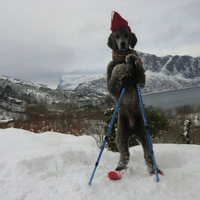 Hund beim Skifahren frischerfisch.ch