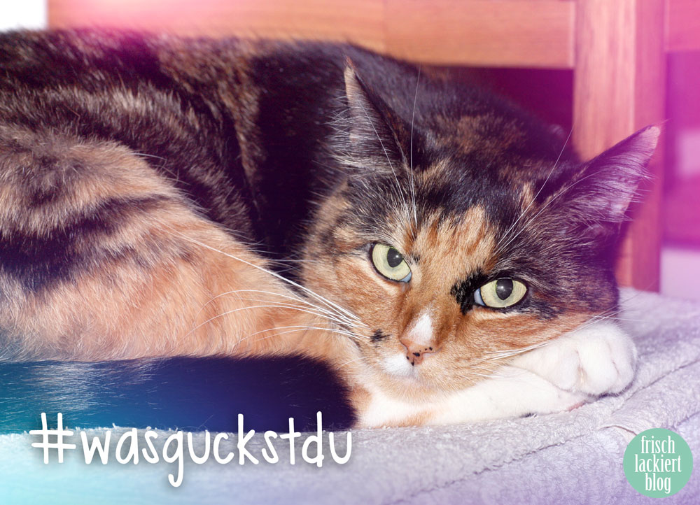 Mein Katzenjahresrückblick miau frischlackiert.de Mein Nagellack