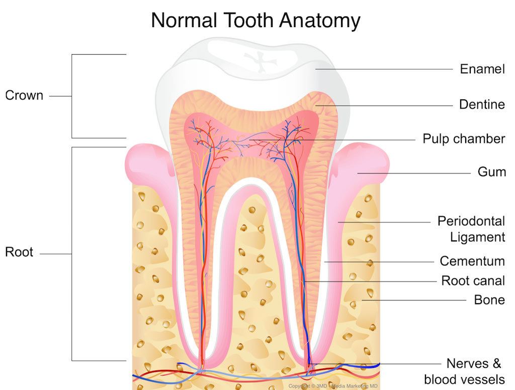 Dental Caries (Cavities) Comprehensive Review