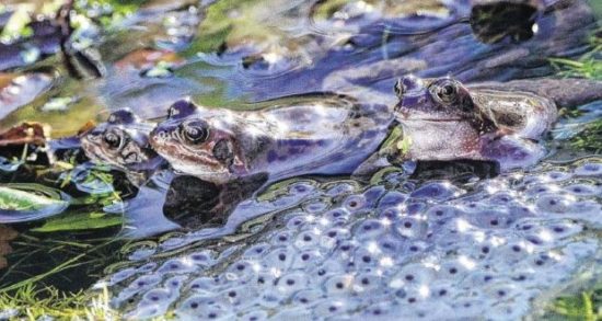 From Clutch to Froghood How Many Eggs Do Frogs Lay? Frog Authority