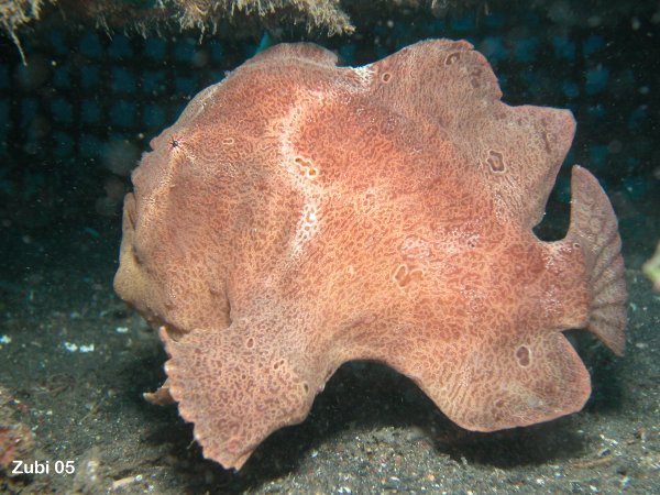Frogfish / Anglerfish (Antennariidae) Colors and Shapes of frogfishes