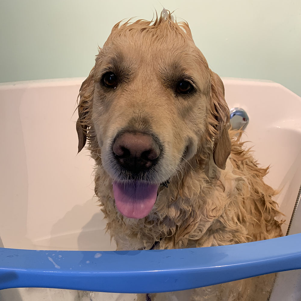 Dog Spa Services From Scruffy to Fluffy Yeovil, England, UK