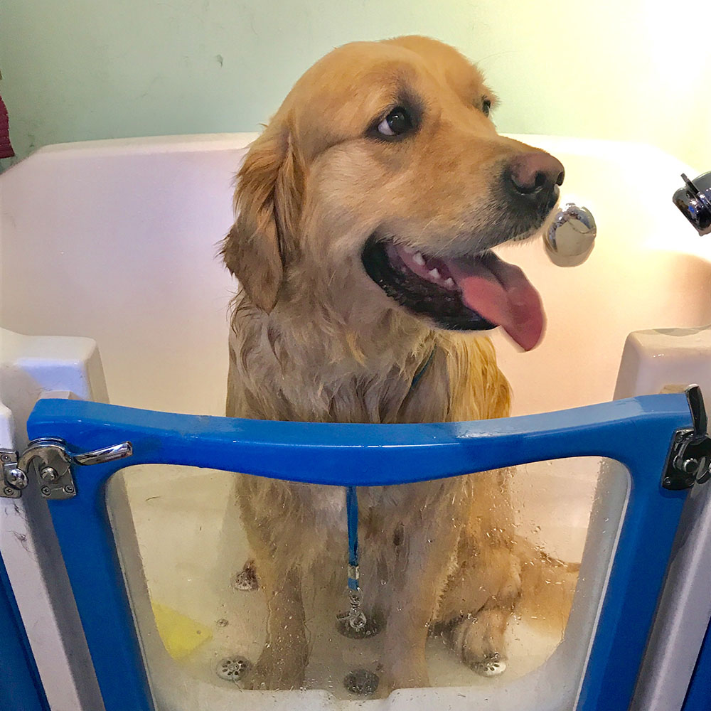Dog Spa Services From Scruffy to Fluffy Yeovil, England, UK