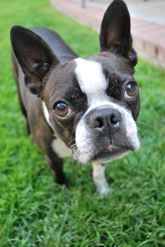 Skillet Sausage Pasta (One Pot) Valerie's Kitchen