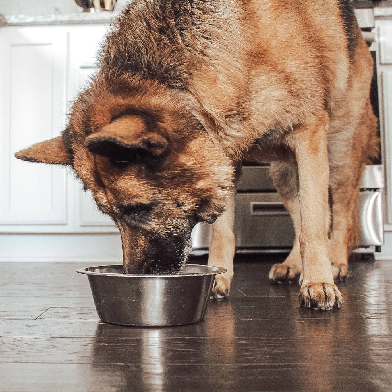 Wholesale Pet Supplies